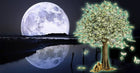 Attract Wealth With Our Full Moon Money Rituals, featuring mystical elements like candles and herbs used in Money Rituals for attracting prosperity.